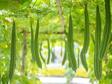 How to Grow and Care for Luffa .